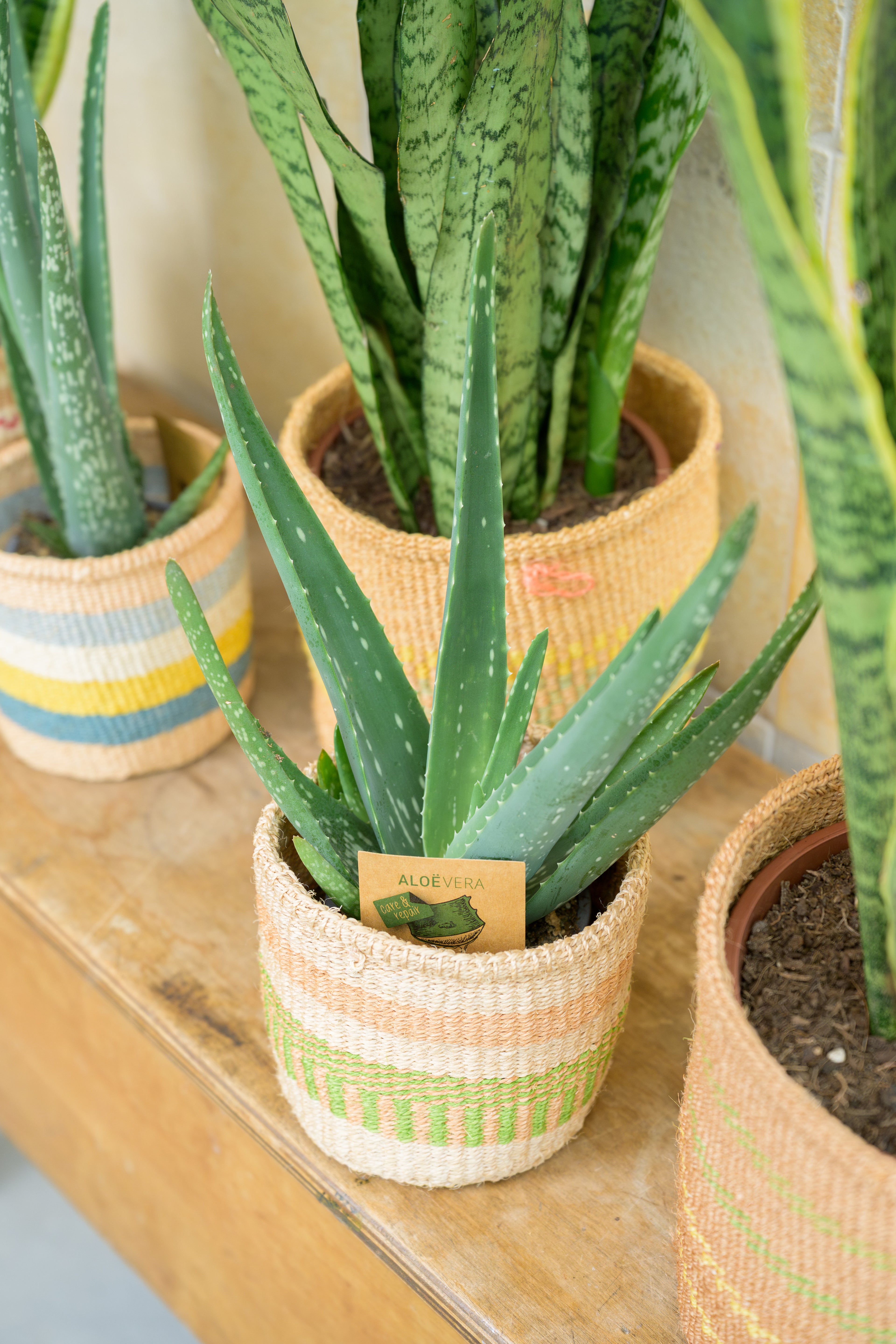 Green Living Basket
