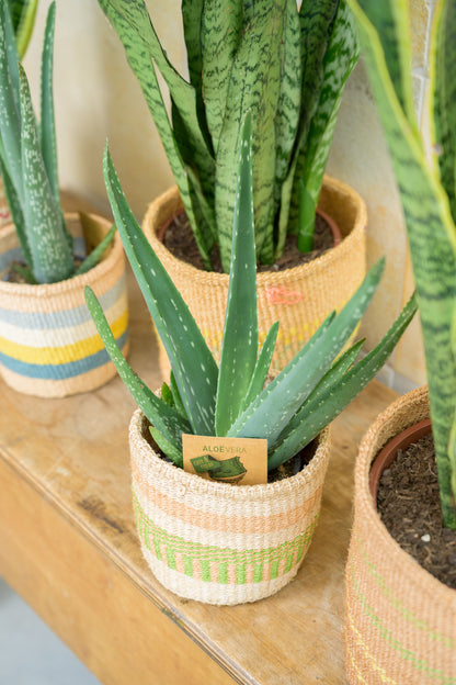 Green Living Basket